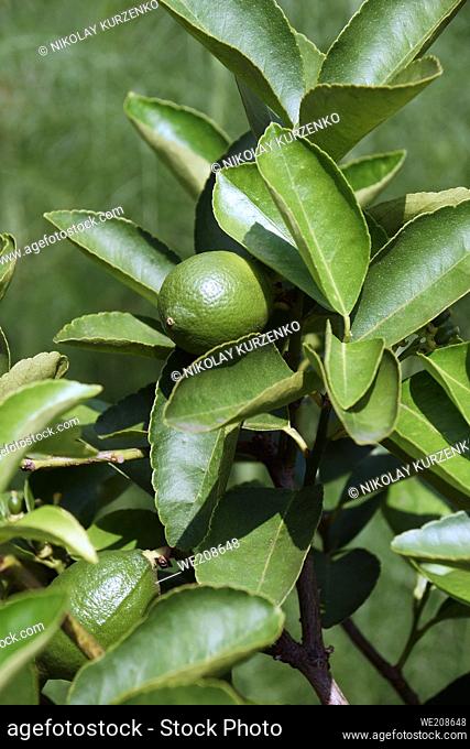 Bearss persian lime (Citrus x latifolia 'Bearss Lime'). Called Seedless lime and Tahiti lime also. Hybrid between Key lime (Citrus x aurantifolia) and Lemon...