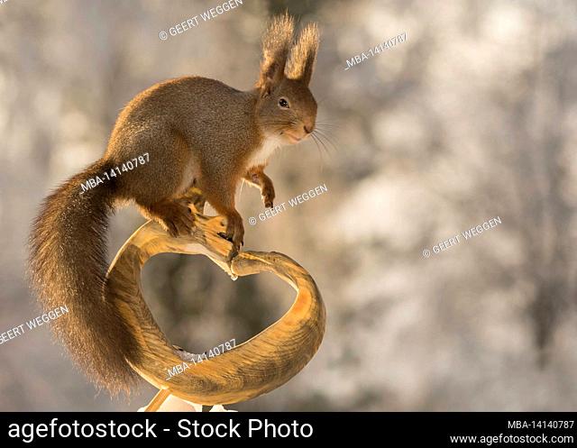 red squirrel standing on a heart of wood