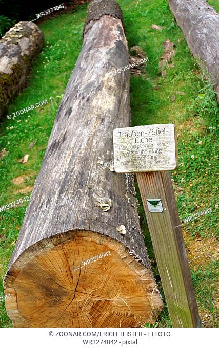 Eichen-Stamm (Quercus spec.) auf dem Waldlehrpfad