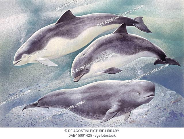 Zoology - Marine Mammals - Cetaceans - Spectacled Porpoise, (Phocoena dioptrica), Harbour Porpoise (Phocoena phocoena), Finless Porpoise (Neophocaena...