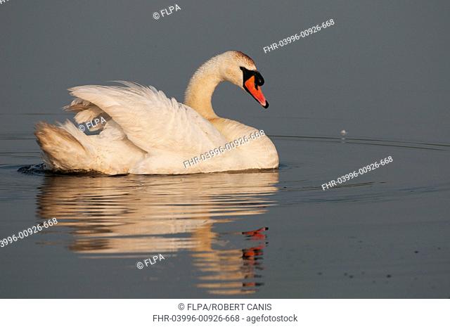 Mute Swan (Cygnus olor) adult, swimming, Elmley Marshes N.N.R., Isle of Sheppey, Kent, England, July