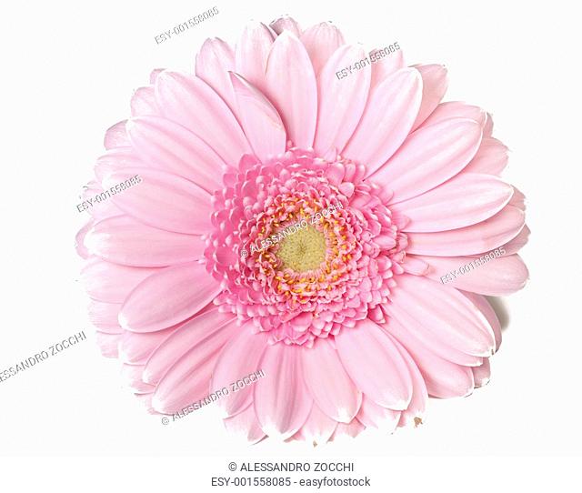 Pink Gerber flower in full bloom