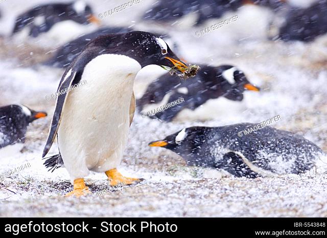 Gentoo penguin (Pygoscelis papua) adult, with nesting material in beak, colony sitting on nests during snowstorm, Sea Lion Island, Falkland Islands