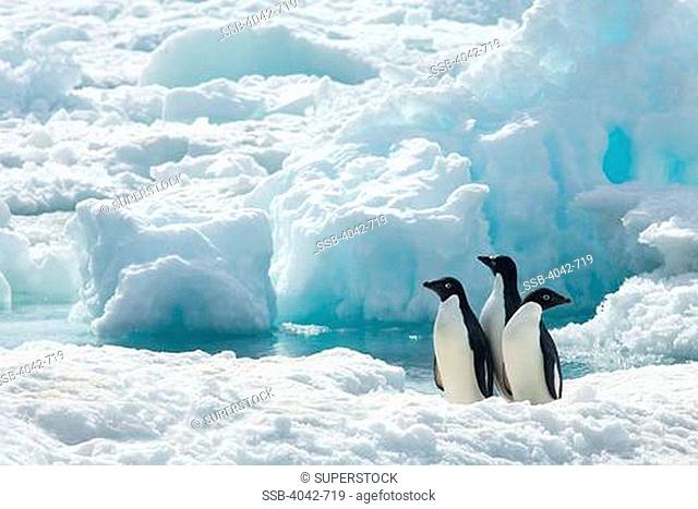 Adelie penguins Pygoscelis adeliae on pack ice, Paulet Island, Antarctic Peninsula, Antarctica