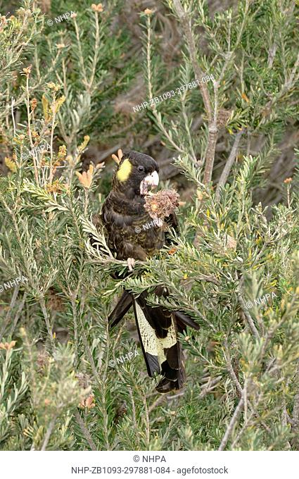 Yellow-tailed Black Cockatoo Calyptorhynchus funereus Eating banksia cones Photographed in Tasmania, Australia