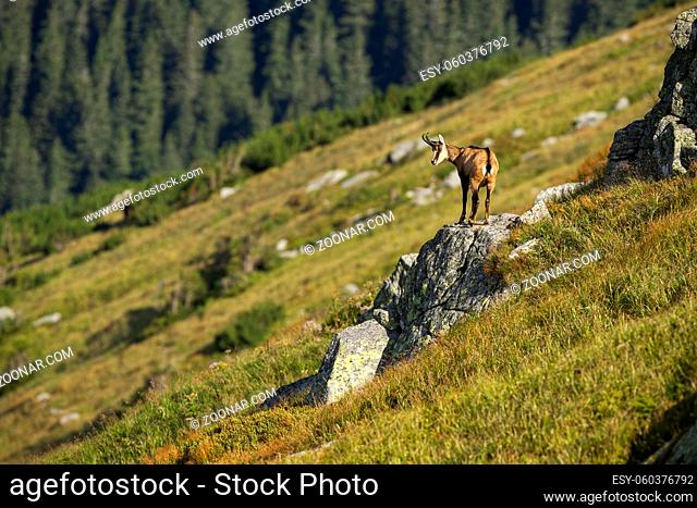 Energetic tatra chamois, rupicapra rupicapra tatrica, looking down from a rocky cliff that in mountains. Horned mammal observing valley with blurred grass