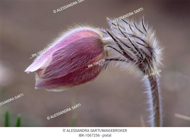 Pasque Flower (Pulsatilla vulgaris), South Tyrol, Italy, Europe