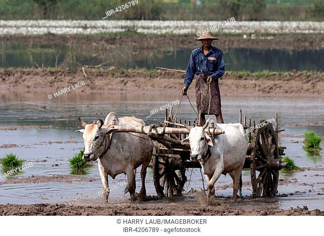 Local man, rice farmer, on a cart pulled by oxen, in the rice field, at Inwa, Mandalay region, Myanmar