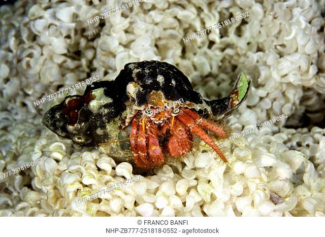 Hermit crab, Dardanus calidus on Murex eggs, Ponza island, Italy, Tyrrhenian Sea, Mediterranean