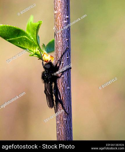 A March warbler, Bibio marci on a plant