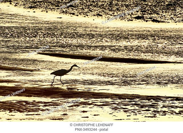 France, Normandy. Bay of Regneville-sur-Mer and Agon-Coutainville at sunset. Period of high tides. Little Egret (Egretta garzetta) looking for food at low tide