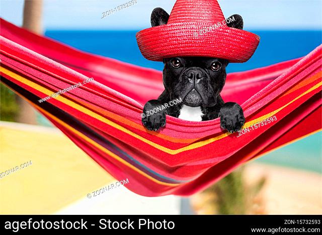 french bulldog dog relaxing on a fancy red hammock with red mexican hat , on summer vacation holidays at the beach