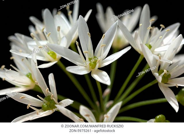 Baerlauch; Allium; ursinum;