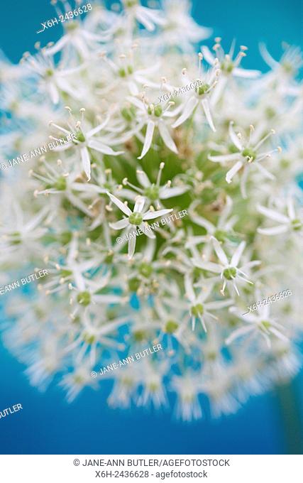 romantic mount everest allium on blue in a soft contemporary style
