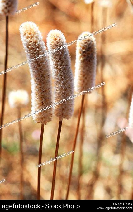 foxtail grass
