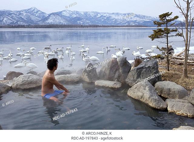 Japaneseman bathing in hot spring, Whooper Swans, Lake Kussharo, Hokkaido, Japan, Cygnus cygnus, Whopper Swan
