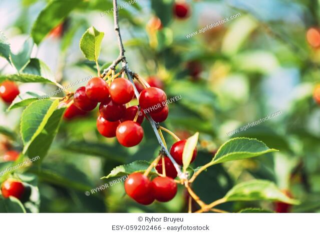 Red Ripe Cherry Berries Prunus subg. Cerasus on tree In Summer Vegetable Garden