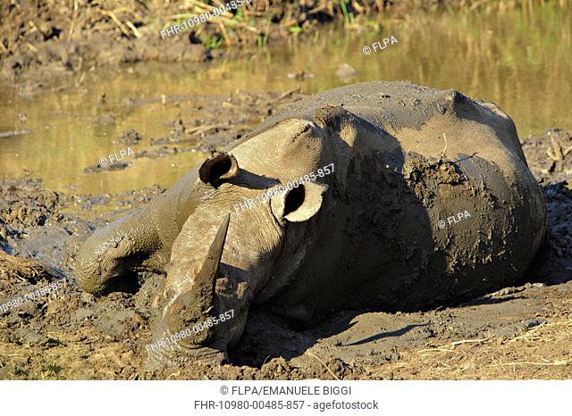 White Rhinoceros Ceratotherium simum adult, wallowing in mud at edge of waterhole, South Africa