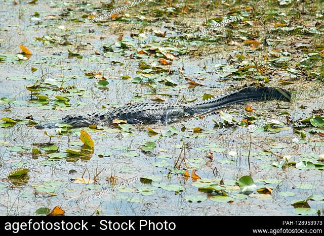 Miami, USA May 2018: Impressions Miami / South Coast - May - 2018 Miami Everglades, Alligator | usage worldwide. - Miami/USA