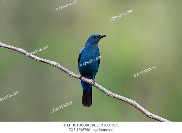 Asian fairy-bluebird, Irena puella, female, Nilgiri Mountains, Western Ghats, Tamil Nadu, India