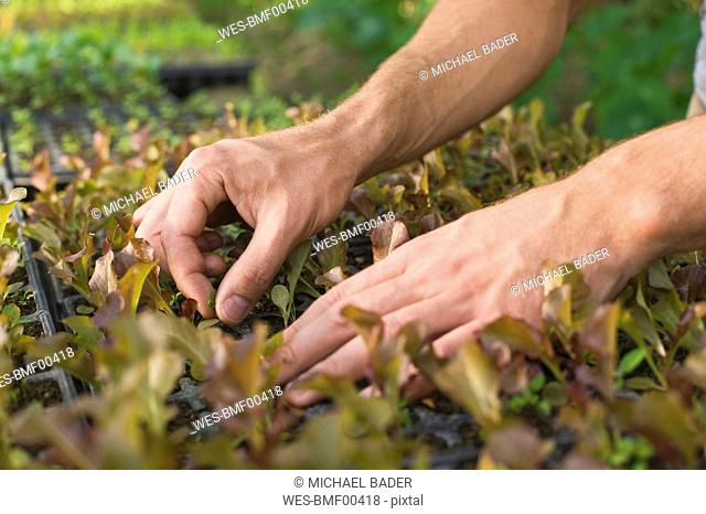 Person cultivating seedlings, close-up