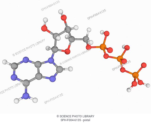 Adenosine triphosphate ATP, molecular model. ATP is a carrier of metabolic energy in cells. Atoms are represented as spheres and are colour-coded: carbon grey