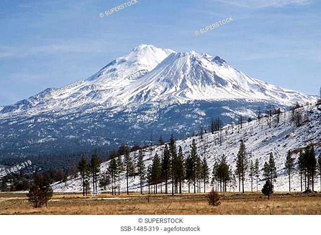 Trees with snowcapped mountains, Mt Shasta, Siskiyou County, California, USA