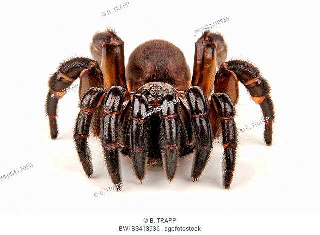 Trapdoor spider (Stasimopus spec.), cut-out, South Africa