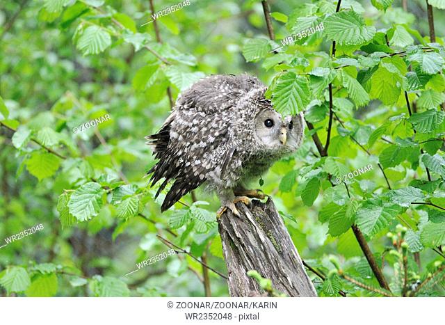 Young Ural owl