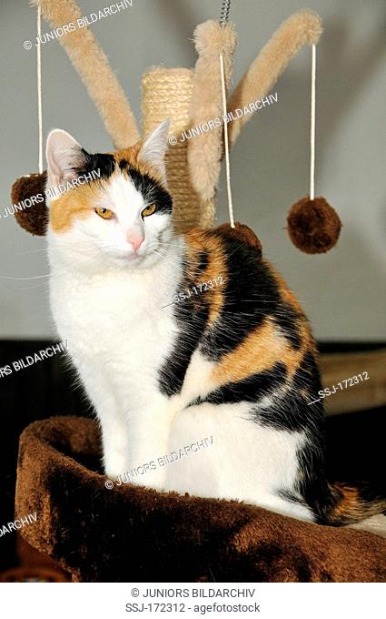 Domestic Cat. Tricoloured adult sitting on a carpet-covered perch on a scratching post