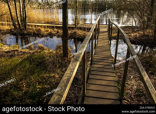 Footbridge over water in a Dutch forest, Europe