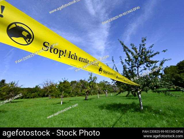 PRODUCTION - 24 August 2023, Hesse, Frankfurt/Main: A yellow barrier tape stretched across a meadow orchard on Frankfurt's Lohrberg bears the inscription ""Stop...