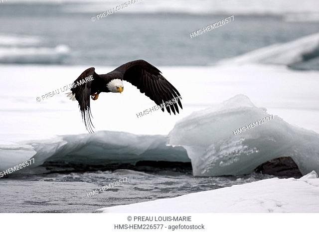 United-States, Alaska, bald eagle Haliaeetus leucocephalus