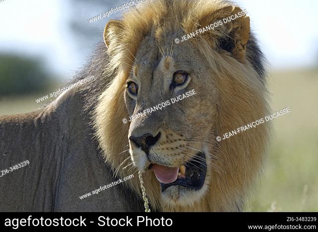 Lion (Panthera leo), black-maned male lion, close-up of the head, Kgalagadi Transfrontier Park, Northern Cape, South Africa, Africa