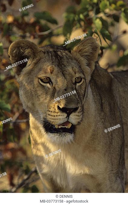 South Africa, Krüger Nationalpark park,  Thicket, lioness, Panthera Leo, portrait,  Africa, Krüger-Nationalpark, national park, reservation, wild protectorate