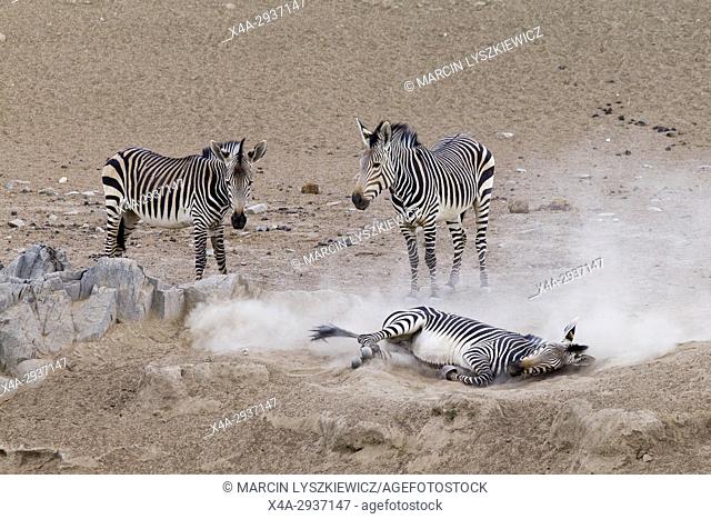 Sand bath of a mountain zebra (Equus zebra) near Hobatere lodge, Namibia