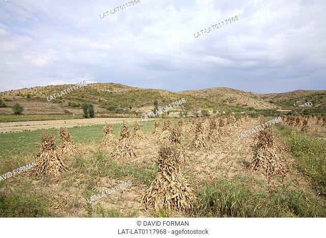 The landscape around Shkodra town is fertile farming land, and the community uses traditional farming methods to gather and dry the harvest of wheat and straw...