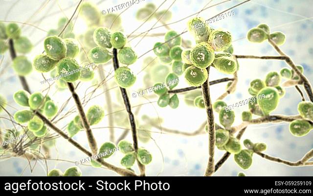 Fungus Sporothrix schenckii, the causative agent of sporotrichosis, especially common in florists and gardeners. 3D illustration showing fungal hyphae and...