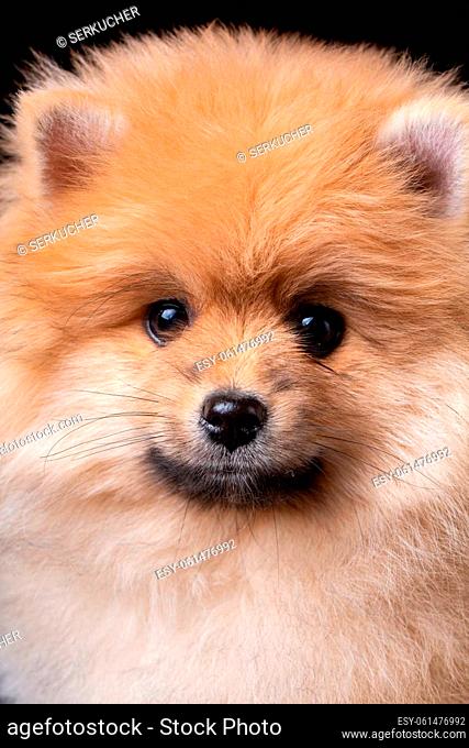 Closeup of fluffy little Pomeranian Spitz posing funny and looking into the camera. Studio shooting on a dark background