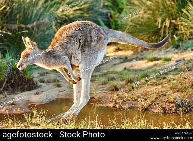 Eastern grey kangaroo, Macropus giganteus, New South Wales, Australia