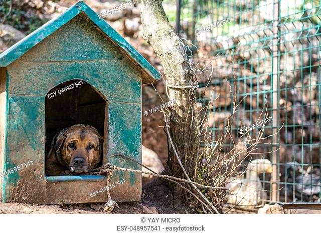 Sadly looking dog sitting inside his doghouse in front of cage with ducks on a farm