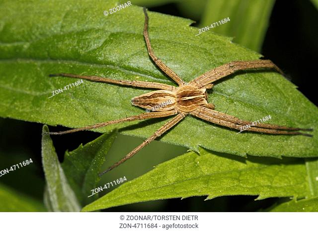 Listspinne (Pisaura mirabilis) auf einem Blatt, Nursery web spider (Pisaura mirabilis) on a leaf
