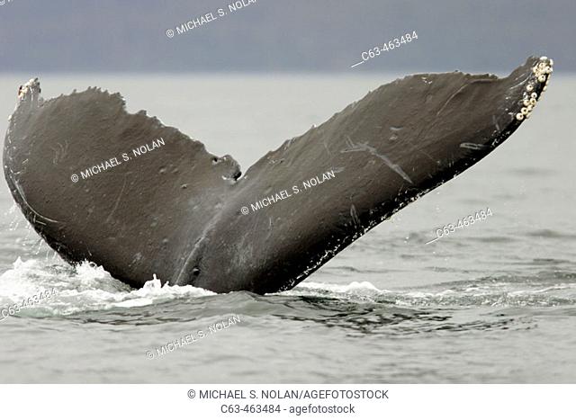 Adult Humpback Whale (Megaptera novaeangliae) fluke-up dive in Southeast Alaska, USA