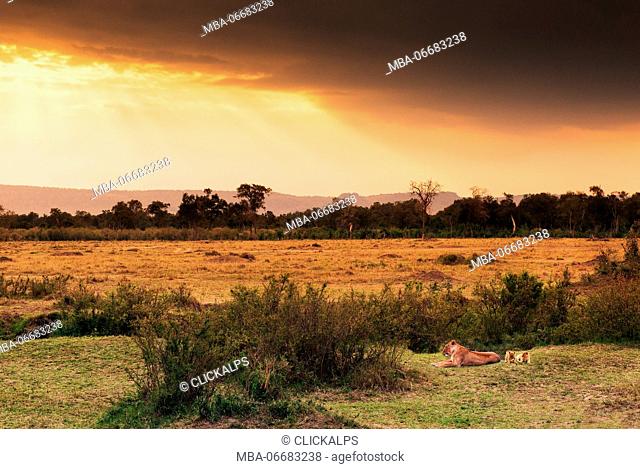 Masai Mara Park, Kenya, Africa A family of lions, made up of a lioness with her two cubs, taken at sunset