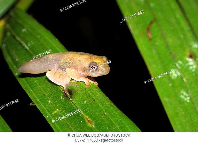 Dark-eared tree frog Polypedates macrotis tadpole. Image taken at Kubah National Park, Sarawak, Malaysia