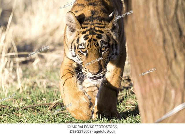 South Africa, Private reserve, Asian (Bengal) Tiger (Panthera tigris tigris), young 6 months old, walking