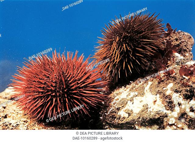 Purple sea urchins (Paracentrotus lividus), Echinidae