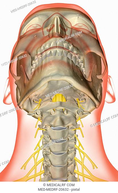 The nerves of the neck