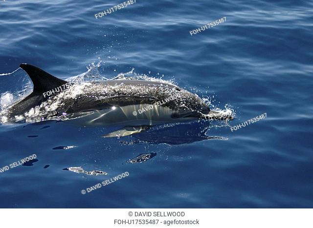 Short beaked common dolphin Delphinus delphis surfacing, Gran Canaria, Canary Islands, Atlantic Ocean