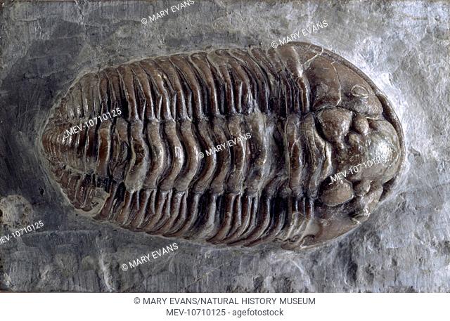 This specimen dates from the Middle Silurian, Worcestershire. Trilobites are among the earliest fossils known and ranged from the Lower Cambrian (540 million...
